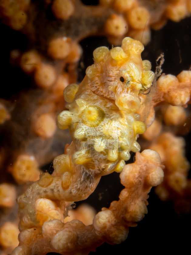 yellow-seahorse