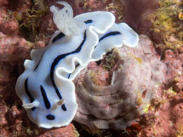 nudibranch