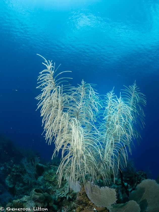 fern-coral