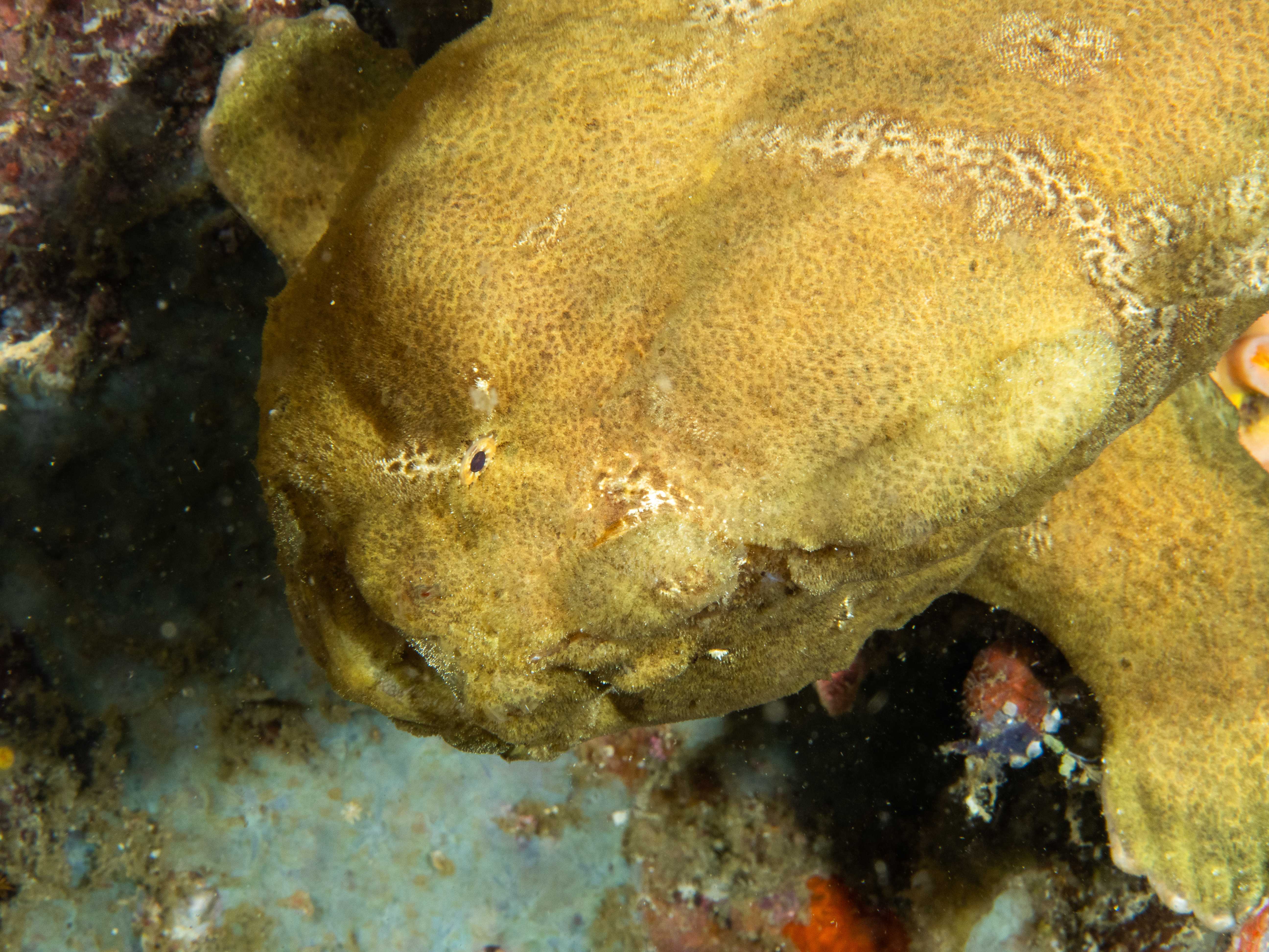Scuba Diving Adventures: Steph'S Underwater World - 748zrqu