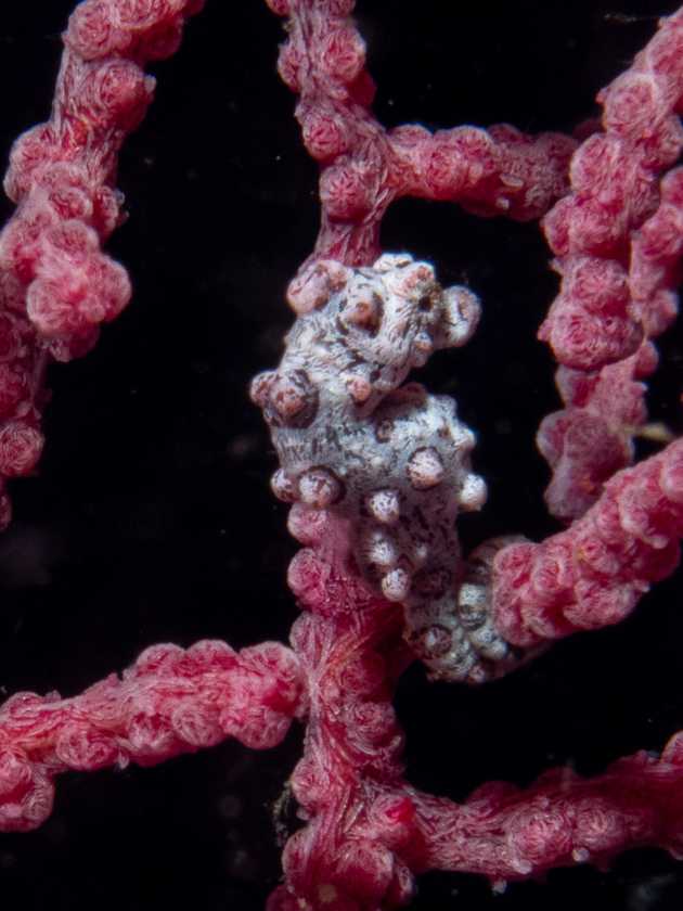 purple-seahorse