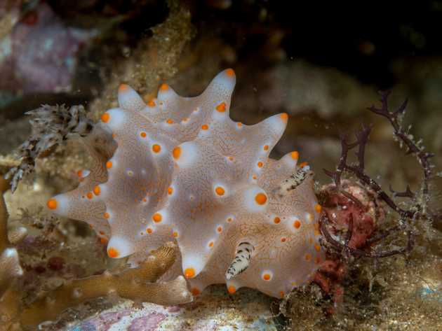 nudibranch