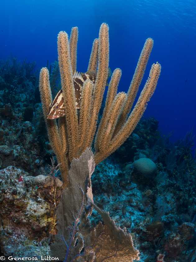grouper-coral