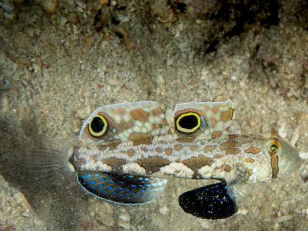 crab-eyed-goby